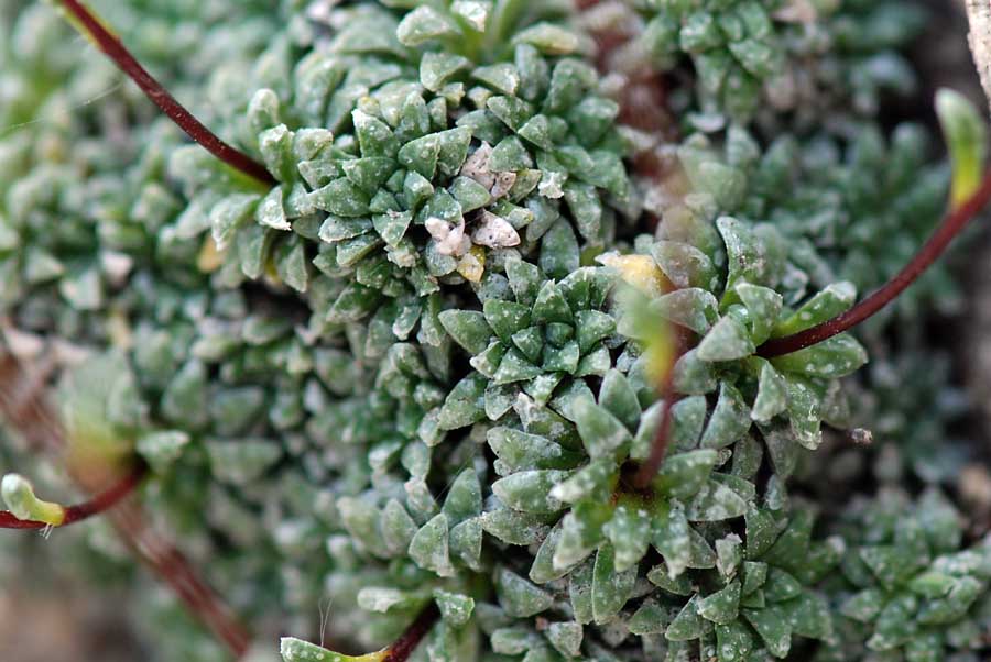 Saxifraga caesia